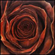 Innesa13